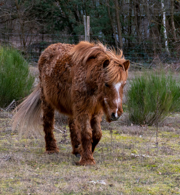 Das Equine Cushing Syndrom kann durch bestimmte Faktoren hervorgerufen werden