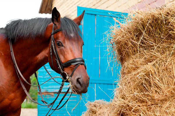 EMS kann den Willen zur Bewegung Ihres Pferdes einschränken