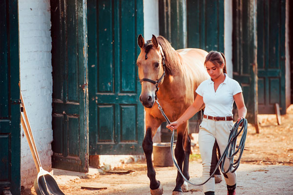 Fesselträgerschäden beim Pferd müssen in der Regel in der Pferdeklinik behandelt werden
