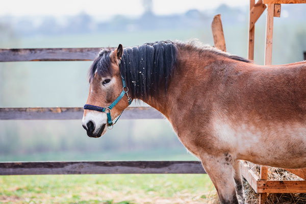 Auch Ihr Pferd könnte an EMS erkranken