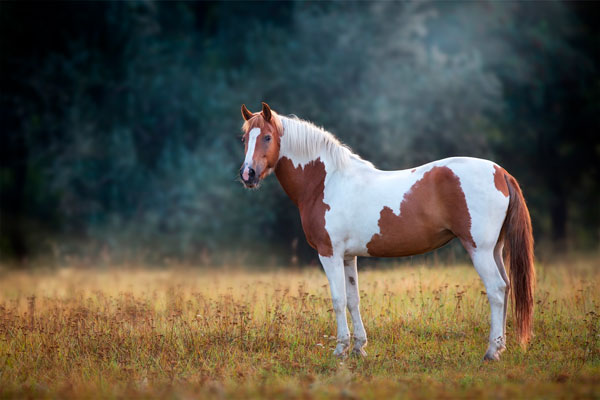 Stellen Sie die Ernährung Ihres Pferdes um sollte dieses an Knochenschäden oder Sehnenschäden leiden