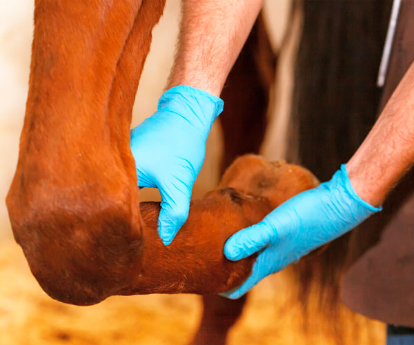 Arthrose sorgt für Gelenkschmerzen beim Pferd Arthrose ist beim Pferd eine besonders beeinträchtigende Erkrankung