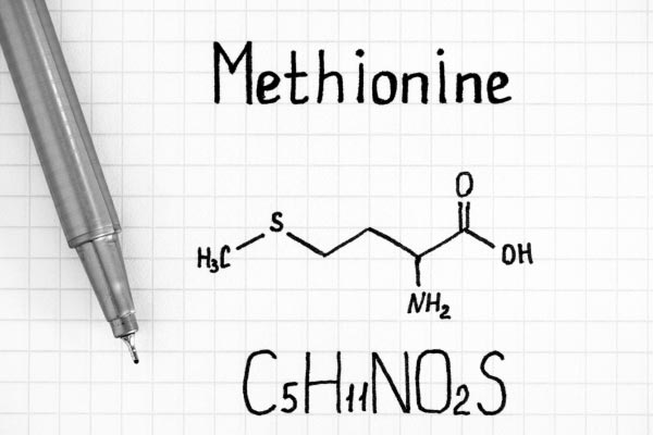 Die Aminosäuren Methionin im Pferde-Nahrungsergänzungsmittel von eq7 sind notwendig, um das Immunsystem und die Gesundheit von Pferden zu stärken!