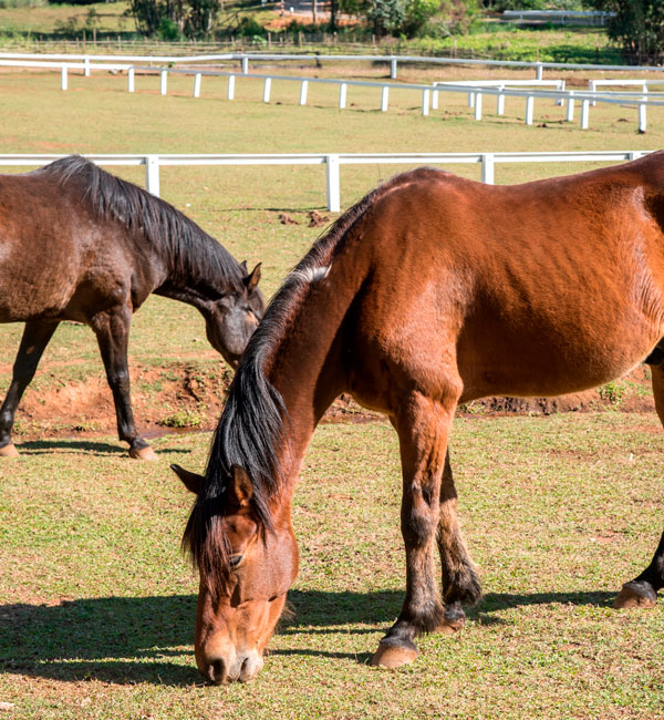 Polysaccharid Storage Myopathy bei Pferden